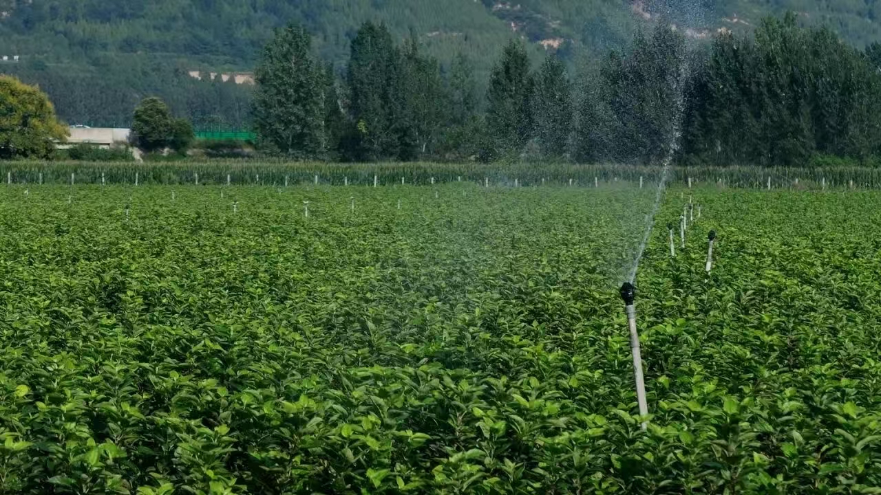 1761746915702846.jpeg 2.jpg